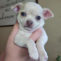 Falkor - Cream and white male Chihuahua puppy in Downey, Idaho from Seven Diamond Chihuahua's