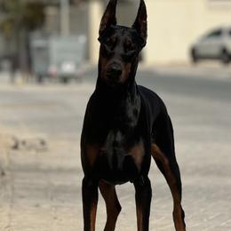 Doberman Pinscher Puppies from El Mareya Misthios Kennel