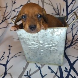 Dachshund Puppies from Far Far Away Dachshunds