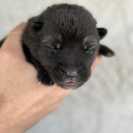 Luna - Black and tan German Shepherd puppy in Peoria, Arizona from Sunrise Shepherds