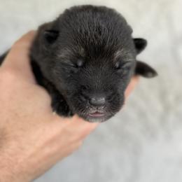 Luna - Black and tan German Shepherd puppy in Peoria, Arizona from Sunrise Shepherds