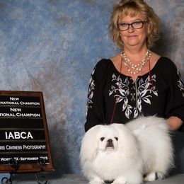 DIAMOND - Pekingese