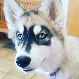 Siberian Husky All Grown Up from Majestic Siberian Huskies