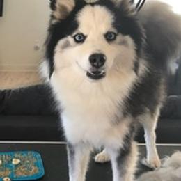 Pomskies from Madden Mountain Pomskies