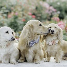 Dachshunds from Dainty Cream Doxies