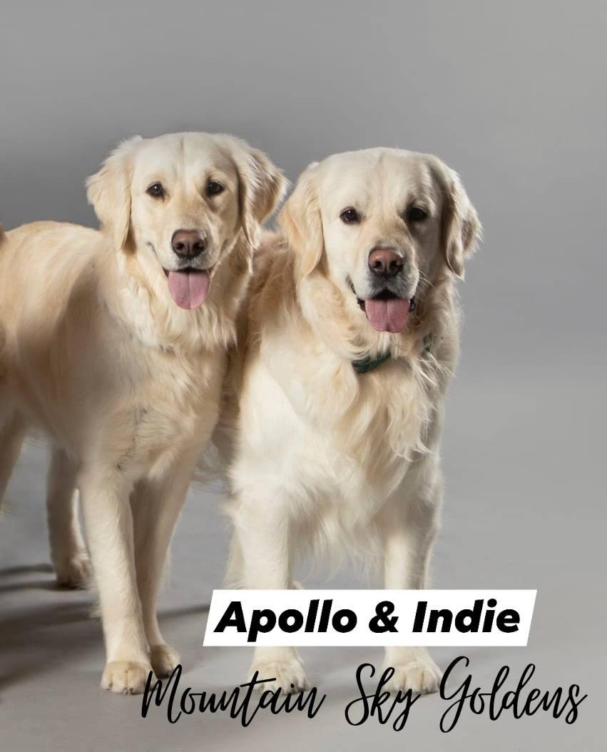Indie