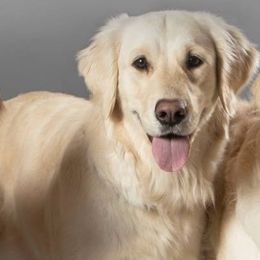 Indie - Golden Retriever