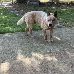 Bomber - Australian Cattle Dog