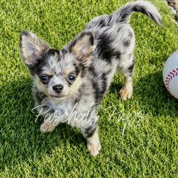 High Roller - Blue merle male Chihuahua puppy in Bowdon, Georgia from Paschal's Pups