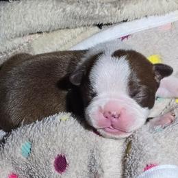 John Cena - Red male Boston Terrier puppy in Millers Creek, North Carolina from Tumbling Shoals Hilltop Bostons