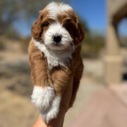 Pooh - Red  male Goldendoodle puppy in Goodyear, Arizona from GAMMIE’S DOODLES