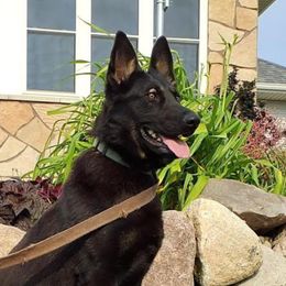 Annie - German Shepherd
