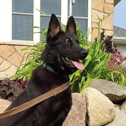 Annie - German Shepherd