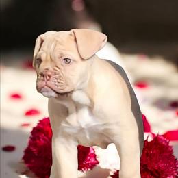 Girl 3 - Fawn and white female Bulldog puppy in Washington from Sun City Campeiro Bulldogs