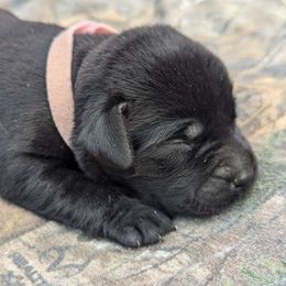 Girl 3 - Labrador Retriever puppy from Patton's Triple Pine Farm