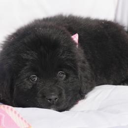 Sweetheart Lt. Pink - Black female Newfoundland puppy in Kimball Twp, Michigan from Pine River Newfoundlands