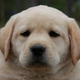 Labrador Retriever Puppies from Prebleridge Acres