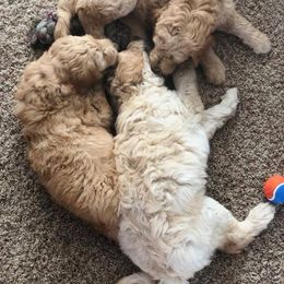 Goldendoodle Puppies from Penny Doodles