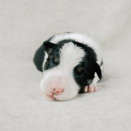 Forge - Black tri-color male Australian Shepherd puppy in Aberdeen, North Carolina from Huckleberry Hill Aussies LLC.