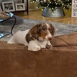 Laycee - Dachshund