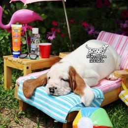 Scuba - Mahogany and white male Basset Hound puppy in Pollock, Missouri from Northstar
