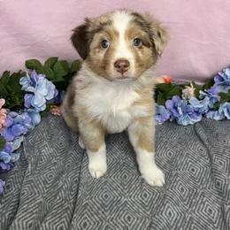 Australian Shepherd Puppies from Copper Top Aussies