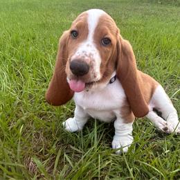 Basset Hound puppies from Mockingbird Hollow Bassets