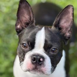 Boston Terrier puppies from Bluewater Bostons