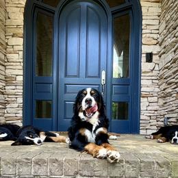 Bernese Mountain Dog Puppies from Lonesome Pine Farm