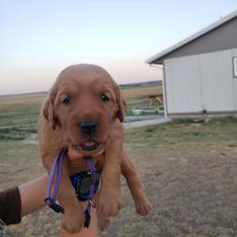 Purple girl - Dark golden female Golden Retriever puppy in Merino, Colorado from High Plains Goldens