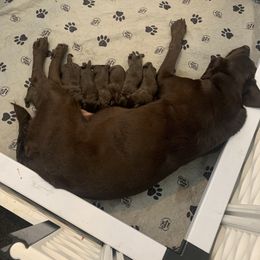 Labrador Retriever Puppies from Big N Kennels, LLC