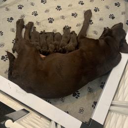 Labrador Retriever Puppies from Big N Kennels, LLC