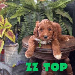 Zz - Red  male Goldendoodle puppy in Newcastle, Oklahoma from Hollywood Doodles