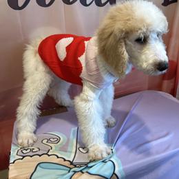 Louie - Parti male Poodle puppy in Mobile, Alabama from Semmy’s Standard Poodle LLC