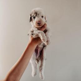Hugh. - Blue merle and white male Sheepadoodle puppy in Wabash, Indiana from DOODCompany