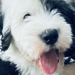 Russell - Blue gray and white male Old English Sheepdog puppy in Baltimore, Maryland from Misty Blue’s Old English Sheepdogs
