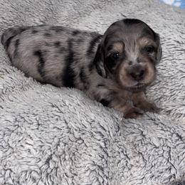 Blue collar - Dapple male Dachshund puppy in Chicago, Illinois from RGZ Doxies
