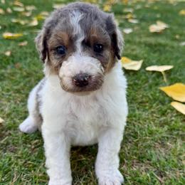 Sugar - Blue merle female Aussiedoodle puppy in Heber City, Utah from Junipersdoodles