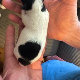Girl 4 - Parti female Yorkshire Terrier puppy in Elizabeth, Indiana from Dwayne’s Yorkshire Terriers