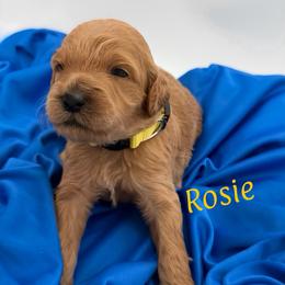 Rosie - Apricot female Goldendoodle puppy in Willacoochee, Georgia from Kitandkboodle's Doodles