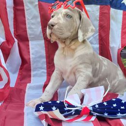 Ash - Merle Great Dane puppy in Monroe County, Pennsylvania from Poke-A-Nose Danes