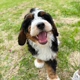 Nova - Tri-color female Bernedoodle puppy in Wamego, Kansas from Doodles of Oz