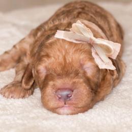 Apple Cider - Red  female Goldendoodle puppy in Hopkins County, Texas from Boutique Doodles