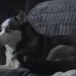Siberian Huskies from Ashley's Huskies