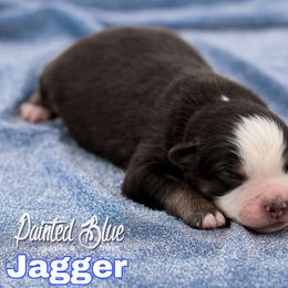 Australian Shepherd, Miniature American Shepherd, Miniature Australian Shepherd, and Toy Australian Shepherd Puppies from Painted Blue Aussies