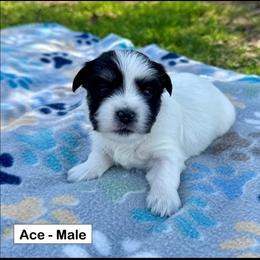 Ace - Black and white male Coton de Tulear puppy in Mead, Oklahoma from Bar W Cotons