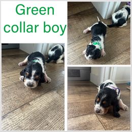 Boy 1 - Black brown and white male Basset Hound puppy in Tahlequah, Oklahoma from HNH Hounds