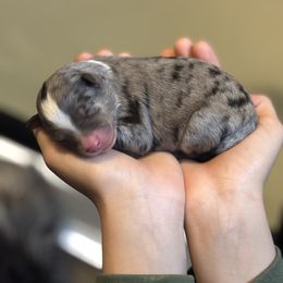 Brûlée - Merle male Pomsky puppy in Sturgis, Kentucky from Furever Pomskies