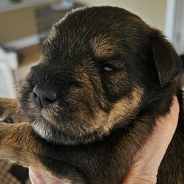 Golden Boy - Salt and pepper male Miniature Schnauzer puppy in Blountville, Tennessee from Maxwell House Schnauzers