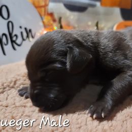 Great Dane Puppies from Caddylicious Great Danes